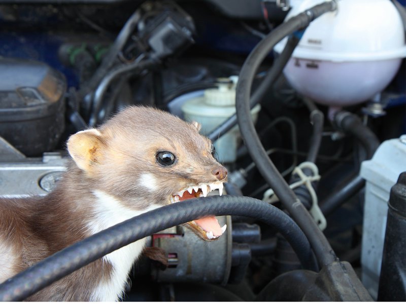 marder-biss-motorraum.jpg Bild marder-biss-motorraum.jpg